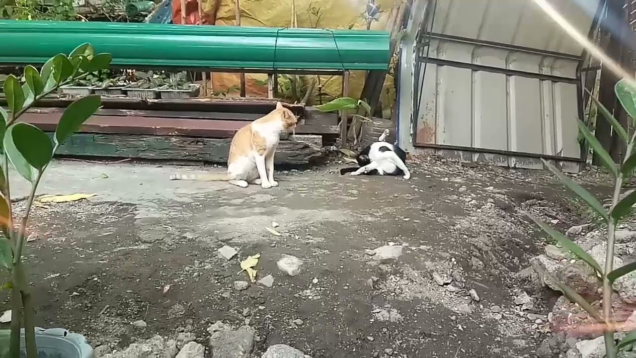 the quiet moment of 2 cats in heat, male cat is in heat, YouTube