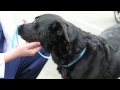 "Sophie" recovering after gunshot wound to head