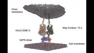 Animation of the cryo-EM structure of 229E S:hAPN complex anchored on viral and host membranes