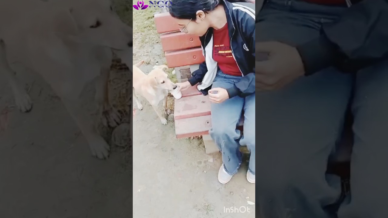 Animals ki help kre, dogs love, save animals,  help innocent animals