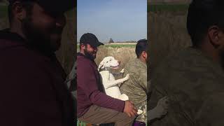 الوسي متحمسه للصيد أكثر من الصياد