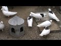 Пермские голуби