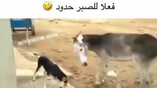 فعلا للصبر حدود