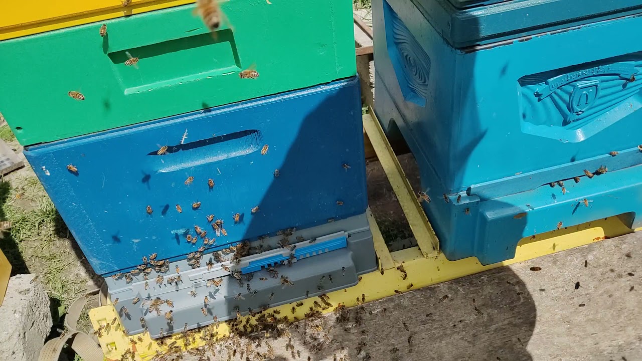 poławiacz pyłku i denica