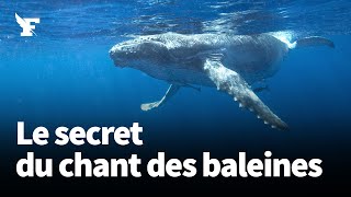 Le secret des baleines pour chanter sans respirer