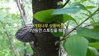 3년 자란 개회상황의 속살을 들여다 보았습니다. (개회나무상황버섯, 쥐똥나무상황버섯)