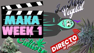 MAKA WEEK 1