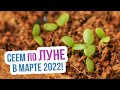 Лунный календарь посадок на март 2022 год. Благоприятные дни для посадки в марте