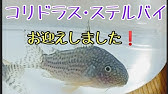チャーム コリドラス ステルバイcorydoras Sterbai Charm動画 Youtube チャーム コリドラス ステルバイcorydoras Sterbai Charm動画 Youtube