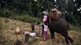 Last of the Elephant Men (Cambodia) - Official Trailer | PPIFF2015 Resimi