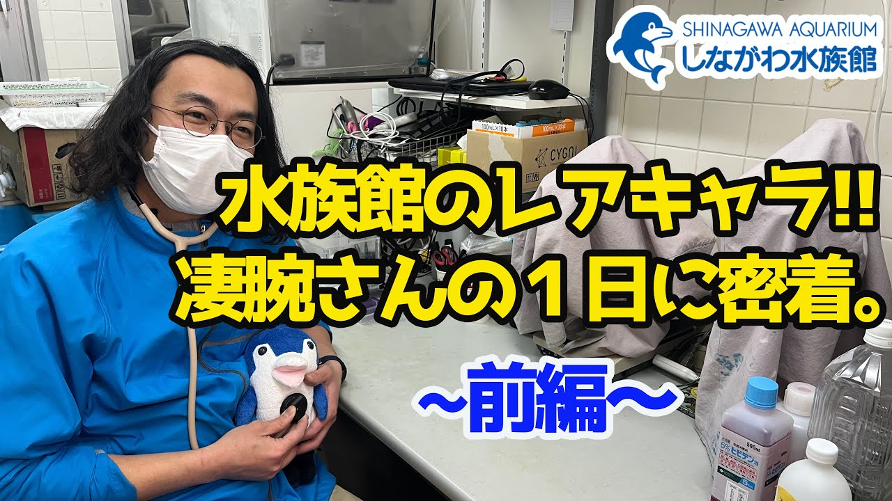 【獣医】水族館のレアキャラ！凄腕さんの一日に密着～前編～＠しながわ水族館