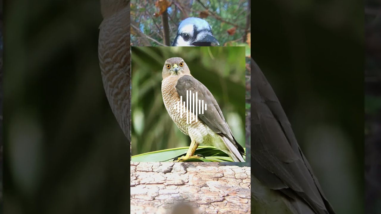 Blue Jay Facts You Won T Believe 