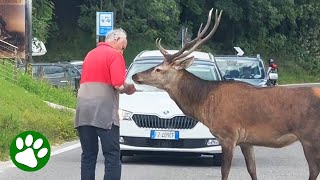 Kind Old Man Helps Deer Cross Road by We Love Animals 632,258 views 2 weeks ago 1 minute, 10 seconds
