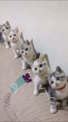 😹Cats Doing Cat Things😹 (3)
