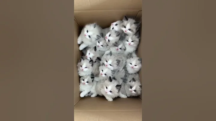 😹Cats Doing Cat Things😹 (3)