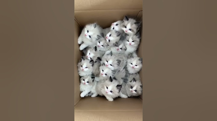 😹Cats Doing Cat Things😹 (3)