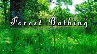 Forest Bathing🌳Begin Your Day With The Positive Energy Of Healing Forest Sounds🌿Cozy Summer Ambience
