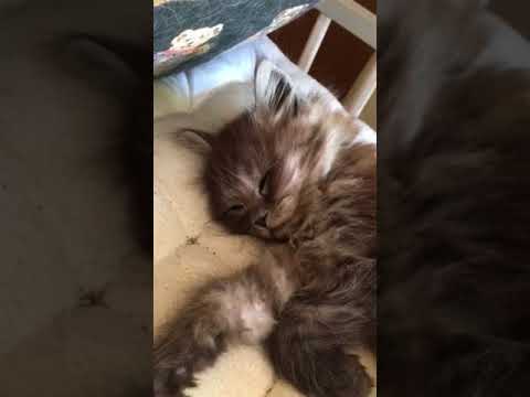 Tit Chaton Croise Coon Et Persan Youtube Tit Chaton Croise Coon Et Persan Youtube