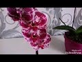 Орхидея/фаленопсис (пересадка удалась)