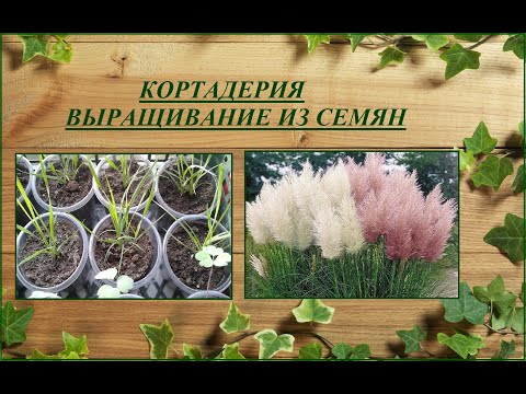 Кортадерия (пампасная трава) - выращивание от посева семян до цветения