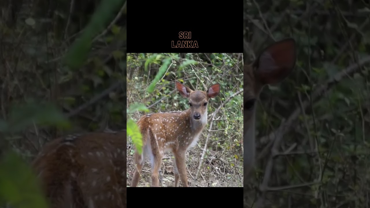 Exploring Sri Lanka's Fascinating Bear Species The Sloth Bear 