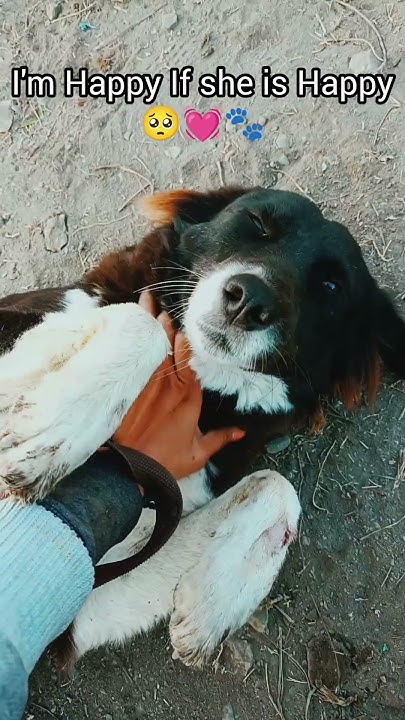 Unconditional Love In A Furry Package streetdog likeandsubscribe unconditional-love-in-a-furry-package-streetdog-likeandsubscribe