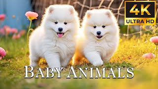 Cute Baby Animals 4K ~ Melt Away Stress, Find Instant Relief, Stop Overthinking with Soothing Music