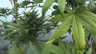 4/19/15 Medical marijuana Greenhouse update.