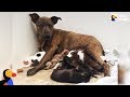 Growling Stray Dog Protecting Her Puppies Slowly Trusts Rescuers | The Dodo