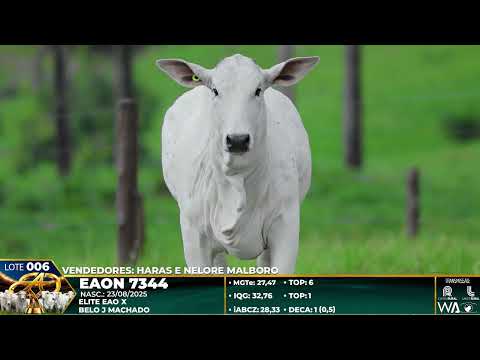 LOTE 006