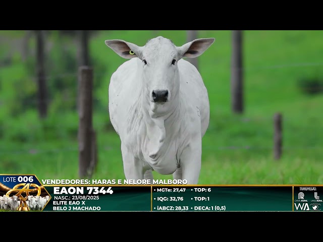 LOTE 006