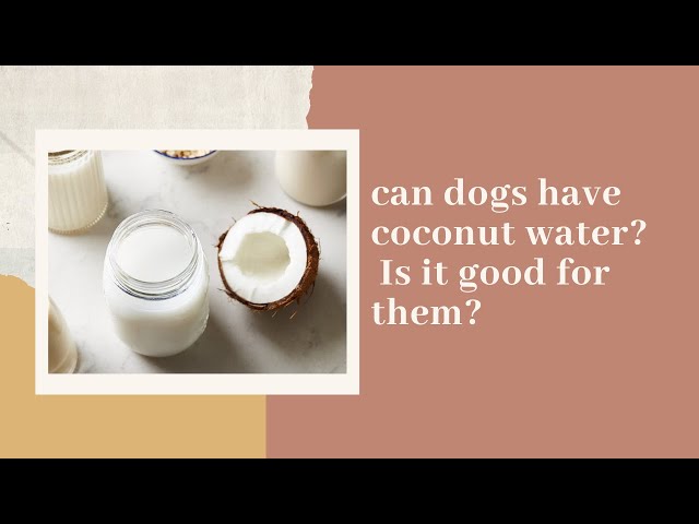The Ultimate Guide: Can Dogs Safely Drink Coconut Water? 3 sddefault