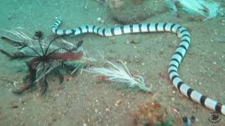 A Poisonous Sea Snake!!!!