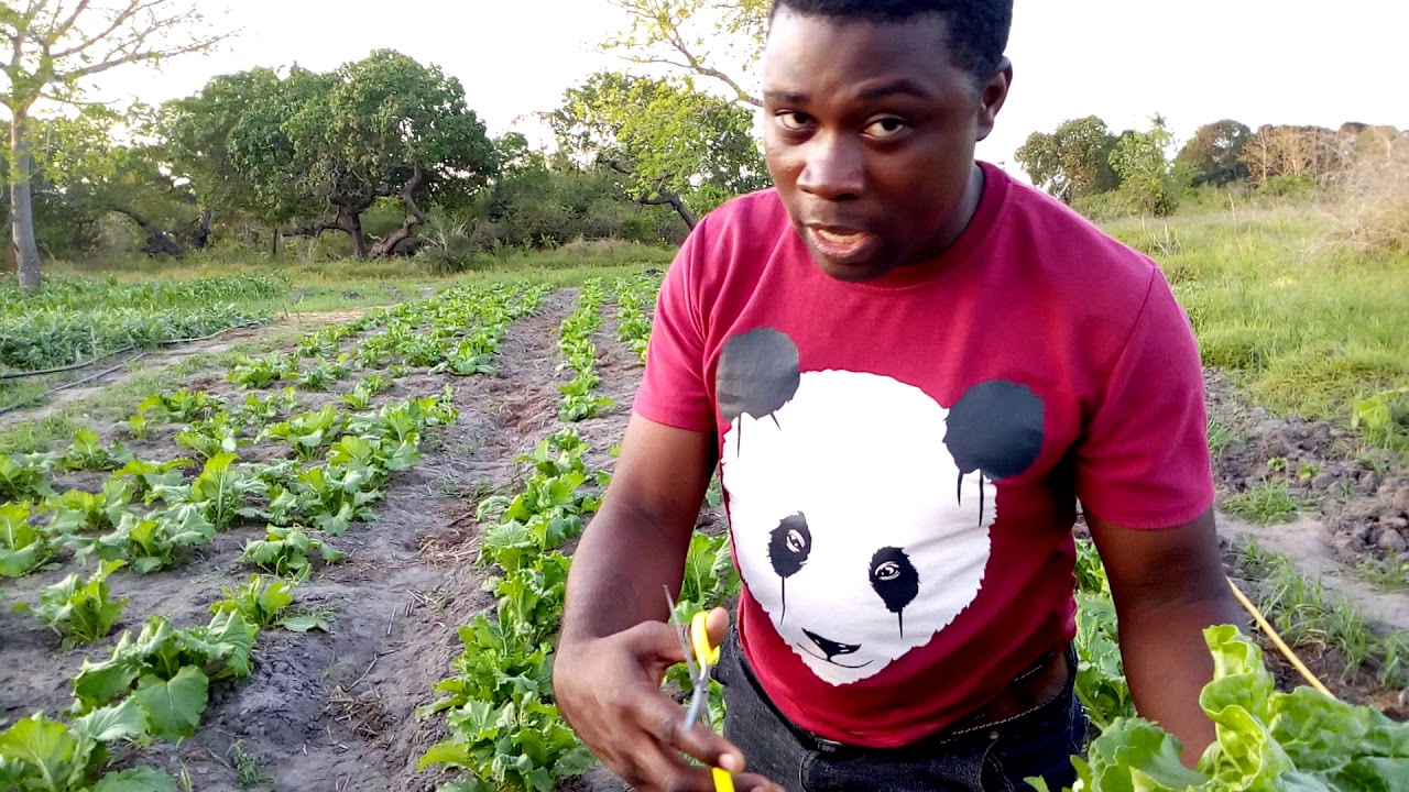 JINSI YA KUVUNA SPINACHI,CHAINIZI,FIGIRI