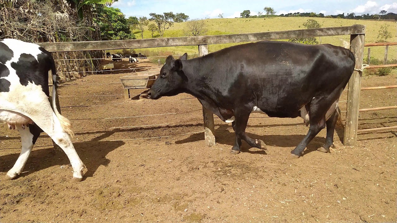 Vacas leiteiras a venda em Paracatu MG 034991251096 - YouTube