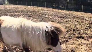 Mini horses coming in for dinner!