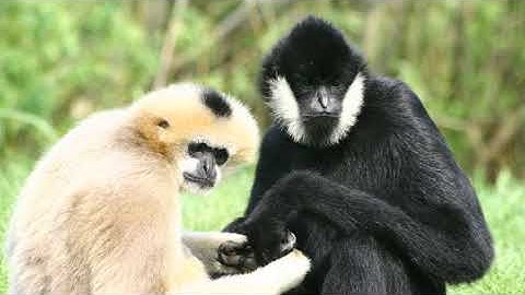 Gibbon - The Agile Primate