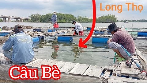 Trở lại câu cá Nâu Bè Long Thọ/ Cá vẫn ăn mạnh như trước/ Câu cá thiên nhiên