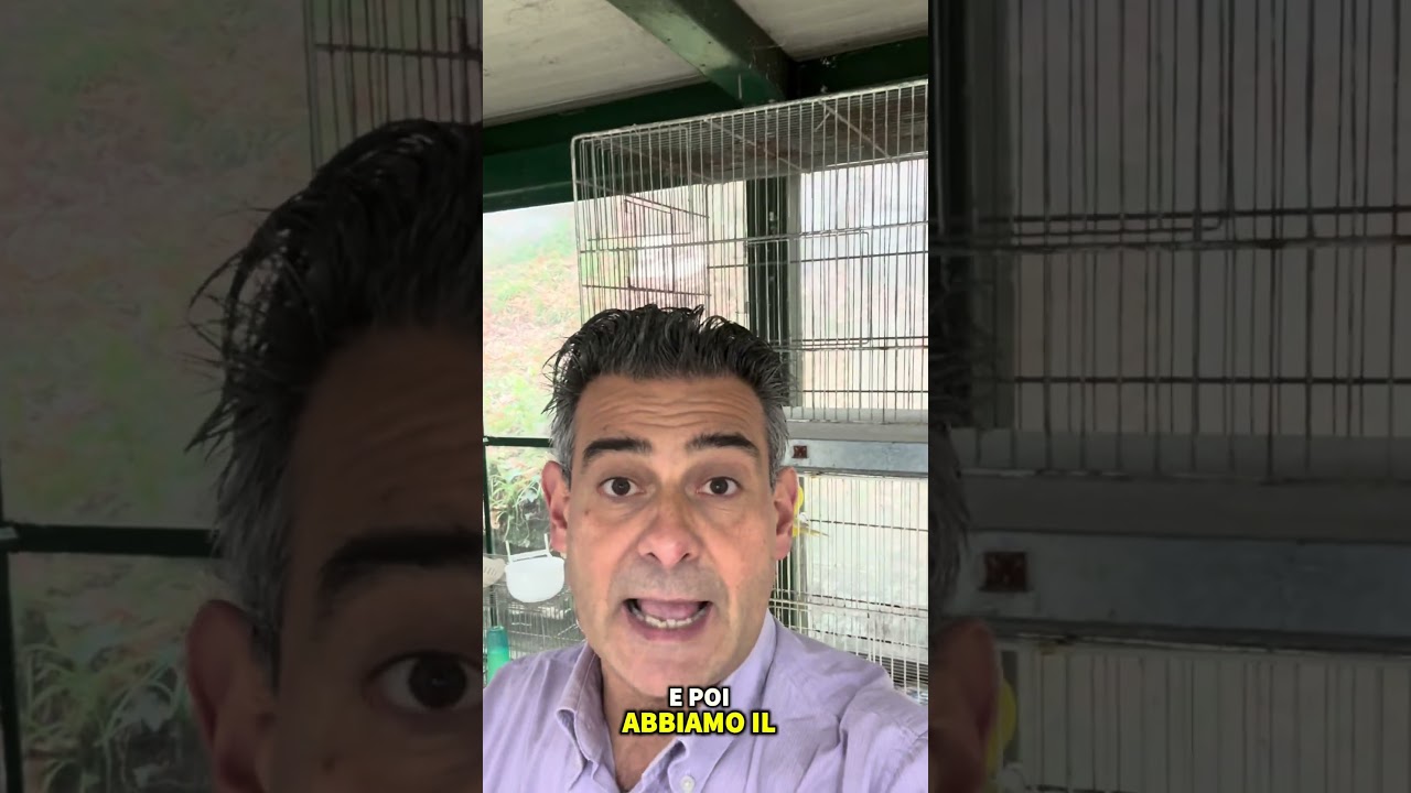 Quale nido usi per i canarini? Tutti i tipi 🐤 | Which nest do you use for canaries? All types 🐤