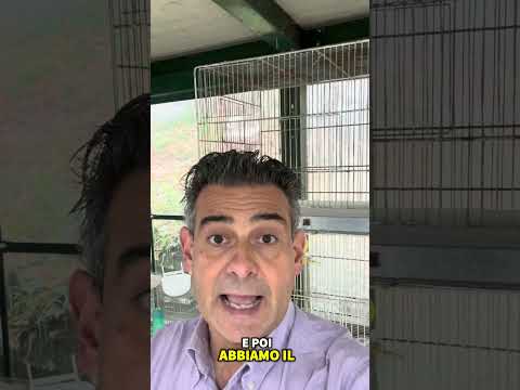 Quale nido usi per i canarini? Tutti i tipi 🐤 | Which nest do you use for canaries? All types 🐤