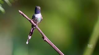 Beaks and Peaks Hummingbird Garden, Honduras.