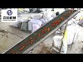 mesh belt dryer