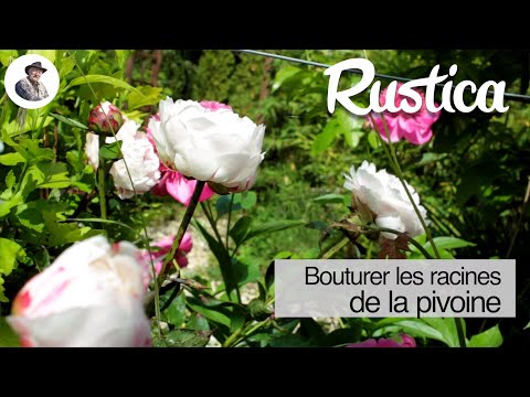 Vidéo: Reproduction De Pivoines Arboricoles Par Greffage. Greffer Une Pivoine Arborescente Sur Une Racine Herbacée. Bon Conseil. Vidéo