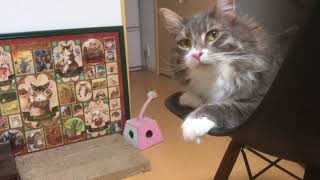 椅子から顔を覗かせる猫 ノルウェージャンフォレストキャットPeep out from the chair.Norwegian Forest Cat.