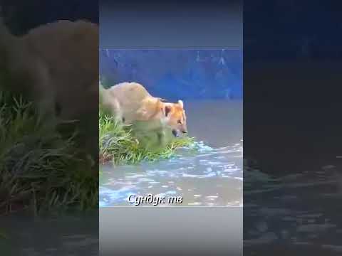 Львица зовёт львят в реку с крокодилами.
