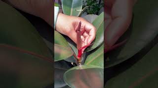 That white sap on rubber plant