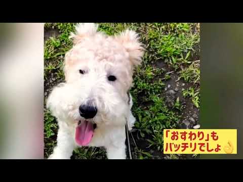 ワイヤーフォックステリア　ノクル　散歩