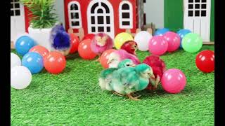 Cute Chicks, Colorful Chicks, Colorful Chickens | Cute Animals #cuteanimals  #colorfulchicks