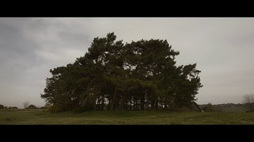 Williams Film on Ashdown Forest