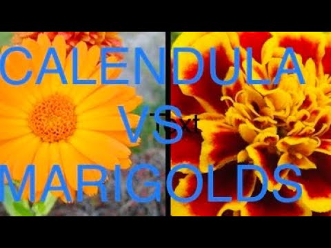 Video: Goudsbloem en calendula verschillen: zijn goudsbloem en calendula hetzelfde